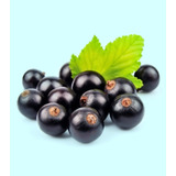 10 Sementes Maqui Berry Aristotelia Chilensis Super Fruta 