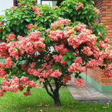1 Arbolito De Musaenda Rosa F2 Arbusto De Filipinas Tropical