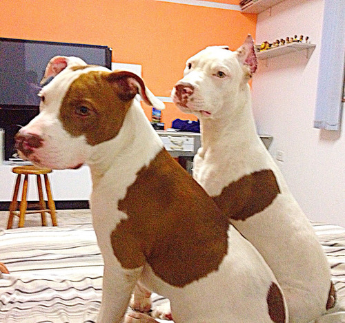 Pitt Bull, Filhotes De Caes Com Garantia E Pedigree Já Dispo