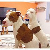 Pitt Bull, Filhotes De Caes Com Garantia E Pedigree Já Dispo