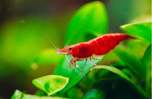 Camarão Neocaridina David Red Sakura Pact 5 Unidades