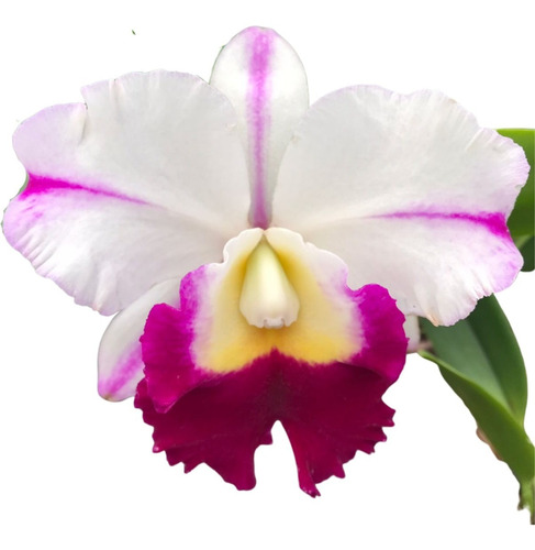 Orquídea Cattleya Memoria Anna Balmores - Planta Adulta