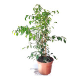 Ficus Benjamina Mediano 80 Cms De Altura - Planta Interior