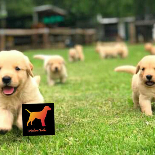 100% Puros Golden Retriever 100% Puros Criadero Tribu