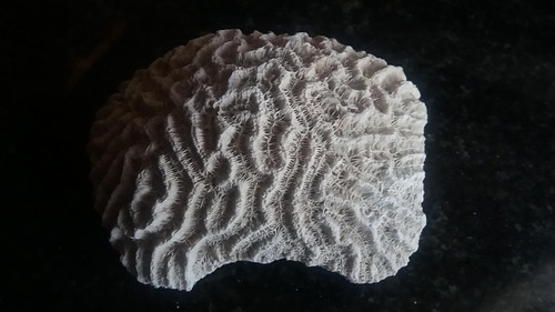 Coral Marino Blanco Familia Mussiidae 331 Gramos / Cerebro