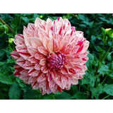 100 Semillas De Dahlia Bicolor