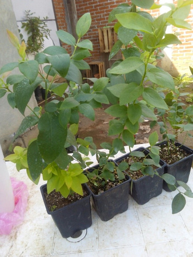 Plantas De Cafe Y Arandano Con Envio