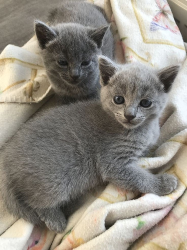 Bebes Azul Ruso La Mejor Compañia+kit Sanitario De Regalo!.