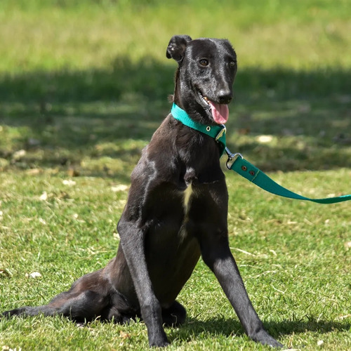 Cachorron Galgo Hermoso En Adopcion Responsable