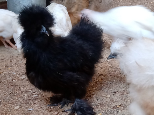 Ovos - Raça Silkie Sedosa Do Japão 