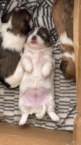 Cachorros Shihtzu