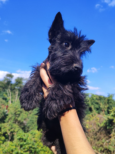 Reserva De Scottish Terrier Fêmea Brindle 