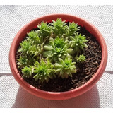 Sempervivum Tectorum