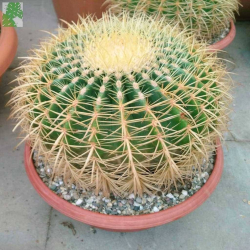 Semillas Cactus Echinocactus Grusonii
