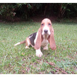 Basset Hound Lindo Filhote