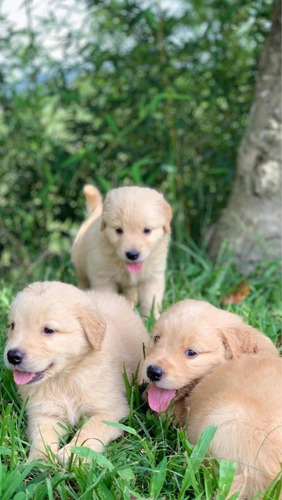 Bellos Golden Retriever  Medellin Bogota Barranquilla Cali