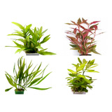 Pack  Plantas Acuáticas Bajo Requerimiento X 4 Variedades