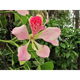 Arbol Pata De Vaca (bauhinia Monandra)