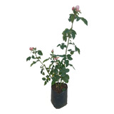 Rosa De Castilla - Rosa Gallica 1 Planta De 60cm