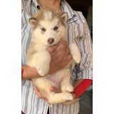 Husky Siberiano 