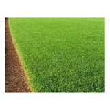 Grama Bermuda - 10g P/ 2m²- Sementes Para Campo Desportivo