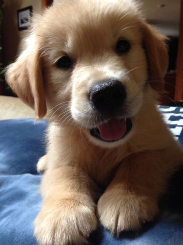 Golden Retriever Linaje Puro Y Garantía Escrita Por 2 Años 