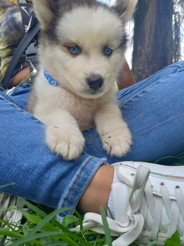 Cachorros Huskys Macho Y Hembra Mascara Blanca Ojo Azul 