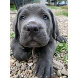 Cachorros Cane Corso De Pura Raza 