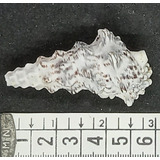 Caracol Concha Marino Cerithium Nodulosum Pecera Baño