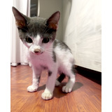 Gato Bebe Blanco Y Gris En Adopcion