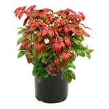 Nandina Fire Power (bambú Celestial Med/ Grande) Plantax 10l