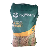 Sementes Sorgo Podium Biomatrix Melhor Opção Sorgo Silageiro