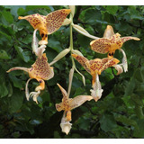 Orquídea Stanhopea Y 2 Mas