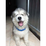 Alaska Malamutereferencia #00316931828000 