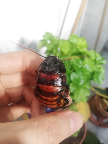 Cucaracha De Madagascar Adulta