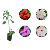 Hibisco Para Cerca Viva Kit Com 150 Mudas De 40 Cm