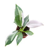 Phiilodendron White Wizard | Planta Exótica 