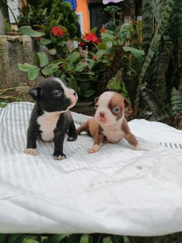 Cachorros Boston Terrier 