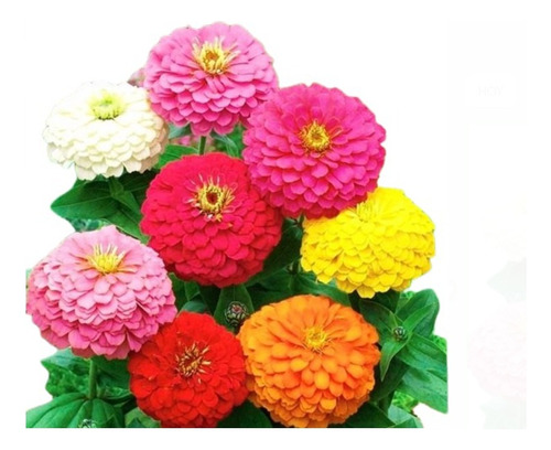 Semillas De Zinnia Gigante  Prosperidad