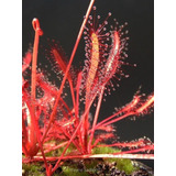 Drosera Capensis All Red Tamaño Mediano - Plantas Carnívoras