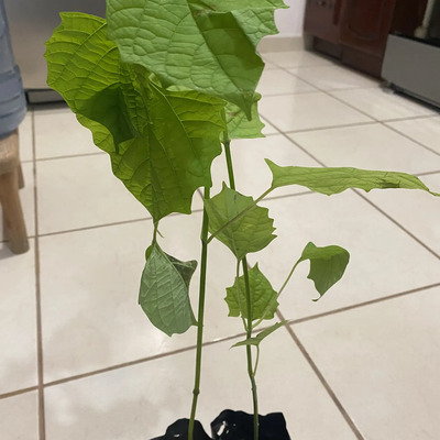 Paquete De 30 Arbolitos De Kiri 35 A 50 Cm Aprox | Meses sin interés
