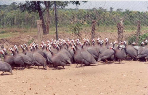 Ovos Galados Galinha Da Angola Gigante Francesa ( 4 Und )