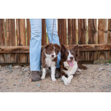 Venta Border Collie Raza Pura Cali Medellín Bogotá Café