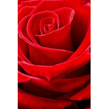 100 Semillas De Rosas Roja Más Envío Gratis 