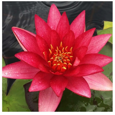 5 Semillas De Nenufar Rojo - Nymphaea Rubra Planta Acuatica | MercadoLibre