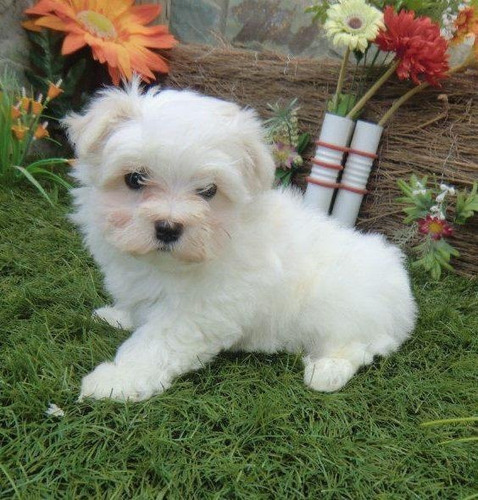 Hermosos Cachorros Maltés Micro Toy Pequeñitos, Las Condes