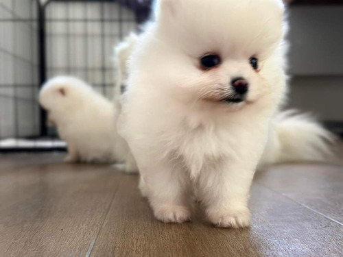 Pomerania Blancos Niños, Minis.