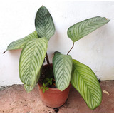 Planta Calathea