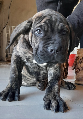 Cachorros: Cane