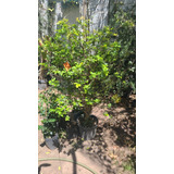 Jaboticabo 1.50m( Arbol ) Plinia Cauliflora, Frutal Exotico 